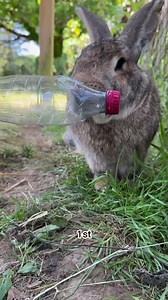 Taking a Stand for Wildlife! Plastic pollution threatens their lives, disrupts habitats, and pollutes the air we breathe. Let's fight back! 💪 🌍 Swap single-use for reusable. 🌍 Join cleanups and be part of the solution. 🌍 Choose products with less plastic packaging. 🌍 Recycle right and inspire others to do the same. Together, we can create a plastic-free world for our beloved animals! 💚 #ProtectOurAnimals #FightPlasticPollution #SustainableLiving #WorldEnvironmentDay | Manor House Wildlife 
