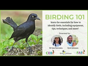 Birding 101: How to Identify Birds