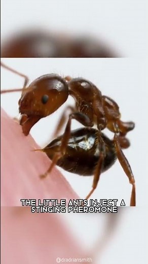 Fire Ant 🐜 One Of The Most Dangerous Insects In The World #shorts