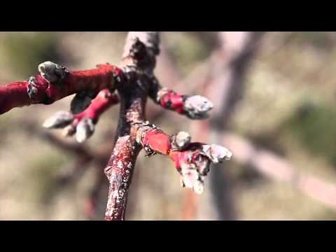 Origin of The Peach!