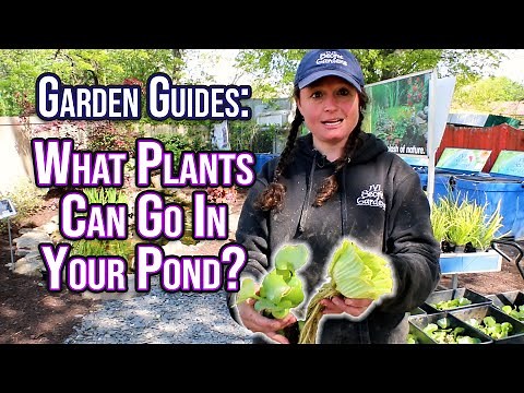 Garden Guides: What Plants Are Good For Your Pond?