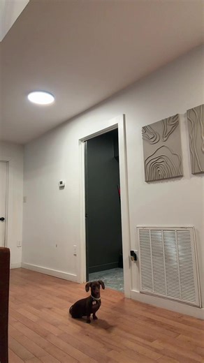 Dachshund That Flies: An Incredible Dog Trend