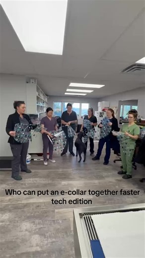 In honor of tech week- The ecollar challenge! It was an incision biter for sure!😂#techweek | Danbury Animal Hospital/Versatile Vets
