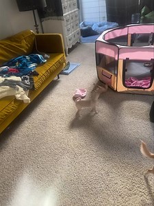 Meet Richie, the sweetest little 8week-old chihuahua mix with the softest golden-and-white coat and the biggest, most loving eyes. He’s the kind of puppy who makes you smile just by looking at him — curious, cuddly, and full of puppy charm. Richie’s story didn’t start in a shelter. He and his family were lovingly surrendered by their previous owners when they could no longer care for or afford to feed them. Thankfully, they reached out for help, and this little family has been thriving ever sinc