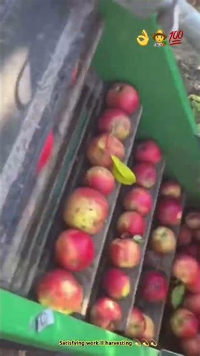 This is how they harvest apples in short time