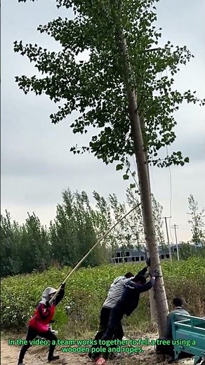 Team Felling Tree with Wooden Pole | Traditional Logging Method