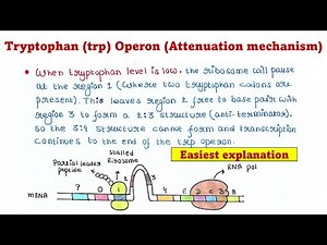 Trp Operon | Attenuation mechanism