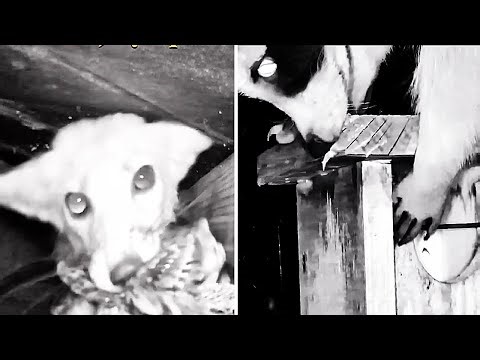 Shocking Night Attacks on Baby Bird Nests Caught on Camera!