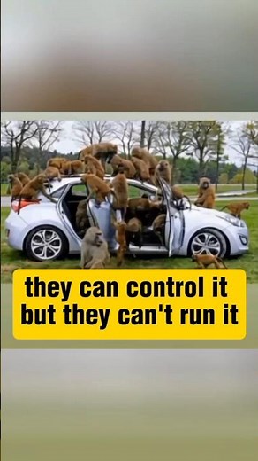 Crazy Monkeys Take Over a Car!