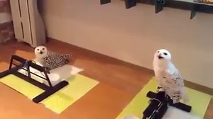 This is the funniest thing!! A Laughing Owl Check These Out >> https://goo.gl/gMDTem | Love Owls