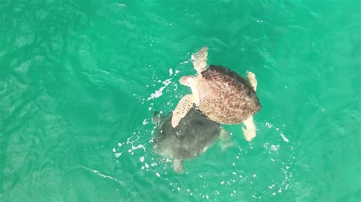 Sea turtles interact in rare sighting off the coast of Florida