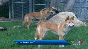 Dingoes have landed at the Saskatoon Forestry Farm Park & Zoo