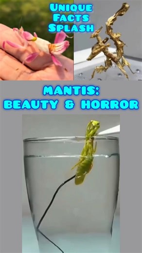 Mantis: The Insect that Prays #shorts #viral #mantis