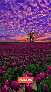 What Tulip Topping Is Really About Tulip topping may look destructive, but it’s a smart farming technique. Specialized machines remove flowers so nutrients flow into the bulb, producing stronger growth and higher-quality tulips. This efficient agricultural method boosts yield, supports commercial flower production, and maximizes long-term farming profits. #FlowerFarming #AgriTechnology #SmartAgriculture credits : agridronefly/TT, matadornetwork/TT, nick_skeyes/TT, Tractorspotter/YT, Maria_wander