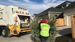 Where to recycle Christmas trees in the Denver metro area