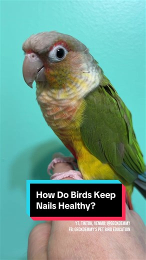 Essential Parrot Foot Health Tips for Pet Owners