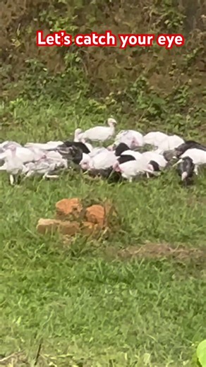 Turkey Farming Moments Outside #turkeyfarming