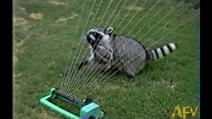 2.4K views · 3.1K reactions | Mr. Raccoon plays his Backyard...