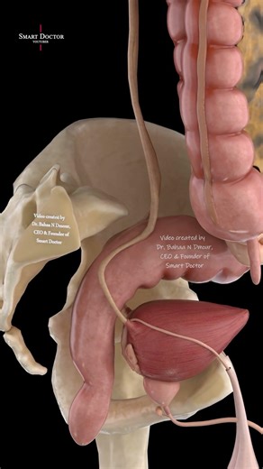 The Secret Path Inside the Human Body ⚡