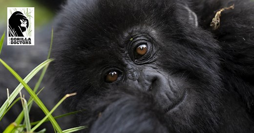 Solving Health Mysteries in Wild Gorillas | Gorilla Doctors