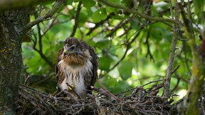 Learning to Fly A Common Buzzard’s First Attempt