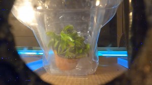 Venus Flytrap Takes Ride Through A Particle Accelerator