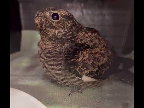 Sounds of the Nighthawk #rarebirds #coolsounds #birdsounds #nighthawk #wildliferescue
