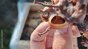 Stingless honey storage pods with a strong and beautiful structure.