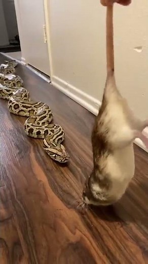 Rocky My Giant Python Vs HUGE Rat! 🐀🐍 #snakefeeding #petsnake #python