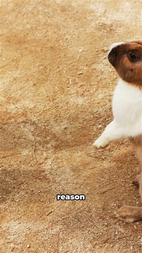 Rabbit biting is usually communication - not bad behavior. 🐰