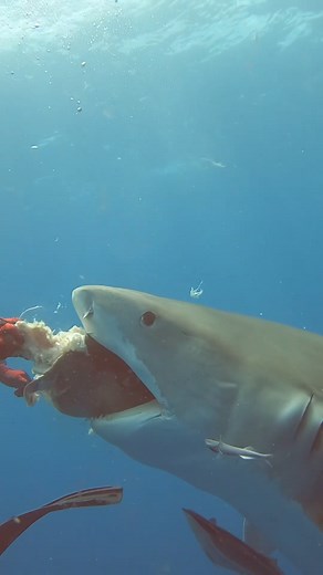 When it comes to satisfying hunger, this tiger shark doesn't mess around 🍽️🦈 #underwaterfeast #bigfishenergy #sharkweek 📷@jschellenbergphoto | Diving Specials Shop
