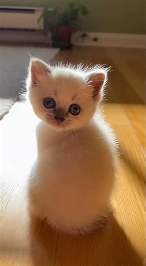 Owner Calls Kitten’s Name… This Reaction 😭🐱💘