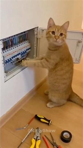 It’s NOT funny, hooman! 😾 笑いごとじゃないんだぞ、人間！😾 #aicat #cat