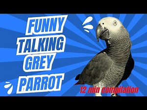 Funny Talking Grey Parrot Compilation