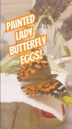 Oviposition [Painted lady butterfly lays eggs] #lifecycle #egglaying #lifecycleofbutterfly