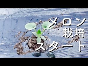 【メロン栽培】スタート！今年のメロンは違う「目指せ糖度20度越え」
