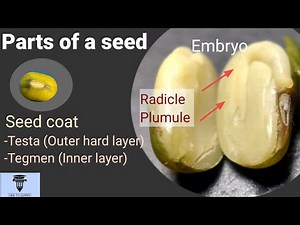 Parts of a seed: 7th Std