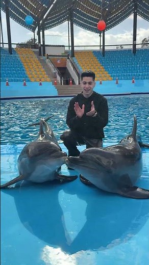 Dolphin mating: Rico and Billy for the first time, making strange sounds 🐬😰