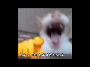 笑う猫を逆再生してみた *笑う猫* *laughing cat* ミームって書いたらいいらしい