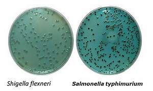 Hektoen enteric agar - Alchetron, The Free Social Encyclopedia