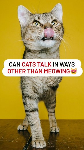 2.6K views · 118 reactions | Unlock the Secret Language of Cats! ❤️...