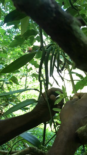 teaching Rosie how to do Vanilla pollination💚. #newreelslシ #fypageシ #outdooractivitiesforkids | Baladina Tilakoro