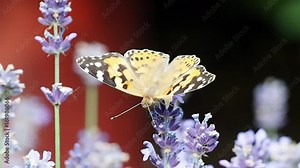 Butterfly in the lavender field, pollinating flowers in the summer