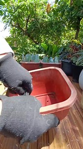 11 reactions · 5 comments | SANSEVIERIA LEAF CUTTINGS PROPAGATION IN SOIL/USING DIY POTTING MIX/TIPS FOR BEGINNER'S Mamalyn's Garden #plantcare #tips #guide #forbeginners #sansevieria #leaf #cuttings #propagation #method #HappyPlanting #gardening #plantsmakepeoplehappy #plantmom #plantita POTTING MIX 10% Carbonized Rice Hull 30% Cocopeat 60% Ricehull THANK YOU FOR WATCHING  PLEASE SHARE & FOLLOW FOR MORE | Mamalyn's Garden | Facebook