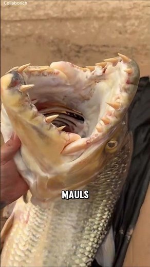 The Goliath Tigerfish Hunts Like a Monster! #natureismetal