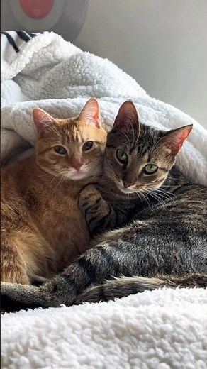 Two Cats Playing = Instant Happiness 😻🎉