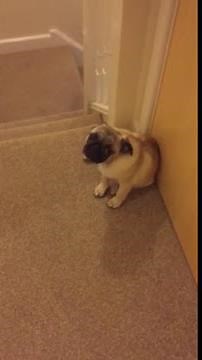 Guilty Pug poops in owners bed- too cute WATCH UNTIL THE END!
