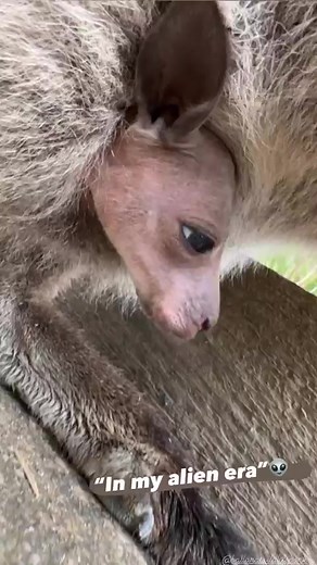 Kangaroo joey emerges from mumma's pouch | Ballarat Wildlife Park