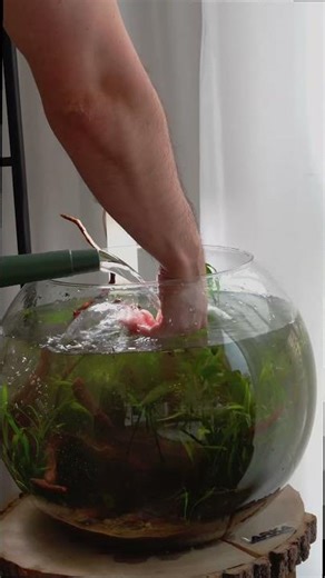 planted bowl ✅#aquarium #aquascape #aquascaping #aquariuminspiration #aquariumdesign