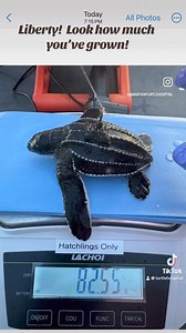 Liberty, look how much you’ve grown! Liberty is a leatherback sea turtle hatchling that was rescued on July 4th from a beach in Miami. She is swimming strong and eating well in rehabilitation at The Turtle Hospital in the Florida Keys. As soon as there is jellyfish in the Gulf Stream around our islands, Liberty will be released into the ocean 🐢🌊🥰🩵! #reacuerehabrelease #leatherbackhatchling #leatherback #seaturtle #seaturtlelove #seaturtlerescue #seaturtleconservation #connectandprotect #comp